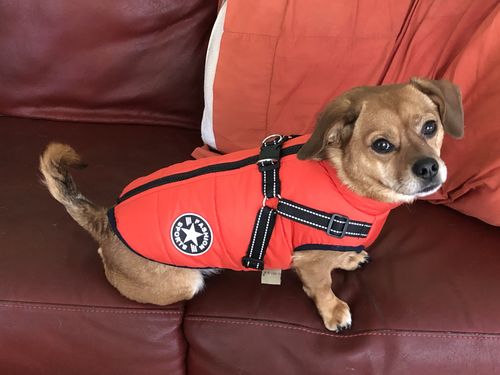 Customer photo review of Petyfy ™ Waterproof Jacket (Lifetime Warranty)