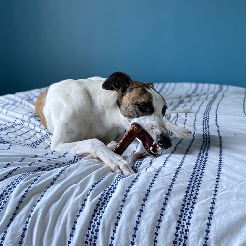 Customer photo review of Surprise Me Hooman