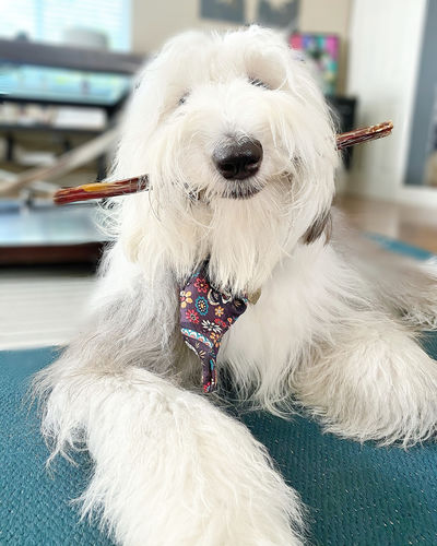 Customer photo review of Surprise Me Hooman