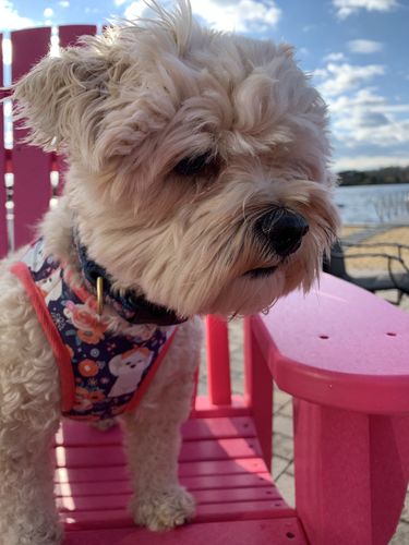 Customer photo review of Adding a Matching Dog Harness