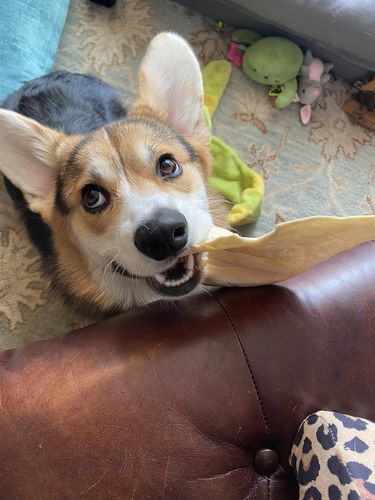 Customer photo review of Surprise Me Hooman