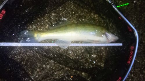 Customer photo review of 2g Smart Fishing Float
