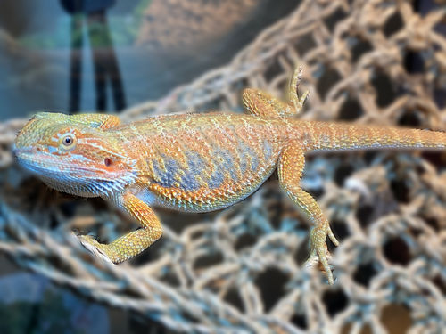 Customer photo review of GrubTerra Fresh Black Soldier Fly Larvae for Reptiles