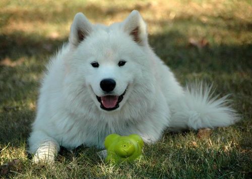Customer photo review of You Will Have A Bunch Of Samoyeds - Blanket V1