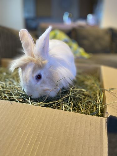Customer photo review of Timothy Hay Box