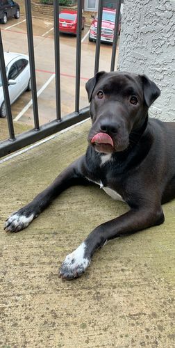 Customer photo review of Strong Paws CBD Recovery Drops - 250MG