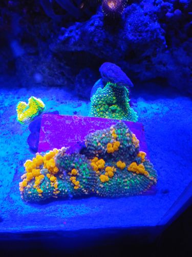 Customer photo review of Coral View Lens V2