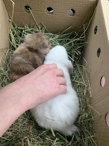 Customer photo review of Timothy Hay Box