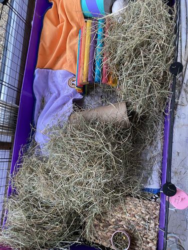Customer photo review of Meadow Hay Box