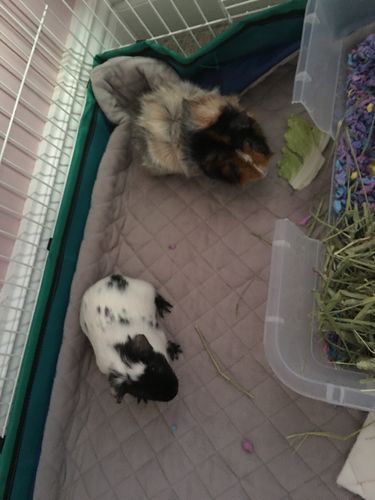 Customer photo review of GuineaDad Liner- Full Sizes with Pockets