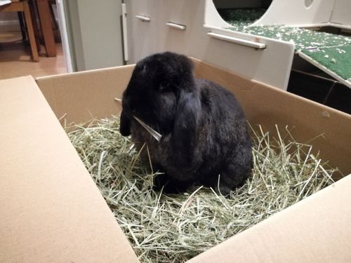 Customer photo review of Timothy Hay Box