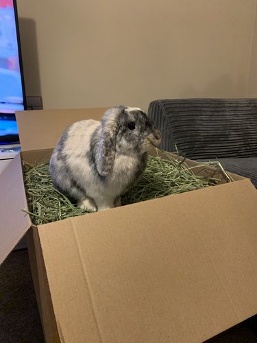 Customer photo review of Timothy Hay Box