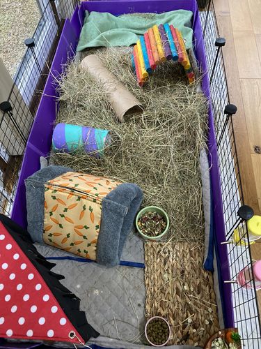 Customer photo review of GuineaDad Liner- Full Sizes with Pockets