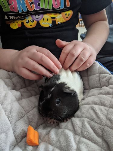 Customer photo review of GuineaDad Liner - Smaller Sizes without Pockets