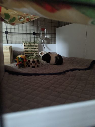Customer photo review of GuineaDad Liner - Smaller Sizes without Pockets
