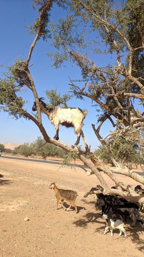 Customer photo review of Xiaomi Mi MIX 3 5G Global