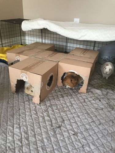 Customer photo review of GuineaDad Crunchy Condo - Pack of 3