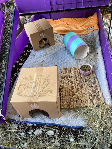 Customer photo review of GuineaDad Liner- Full Sizes with Pockets