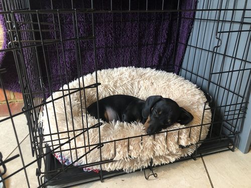 Customer photo review of Calming Bed (Improved Design)