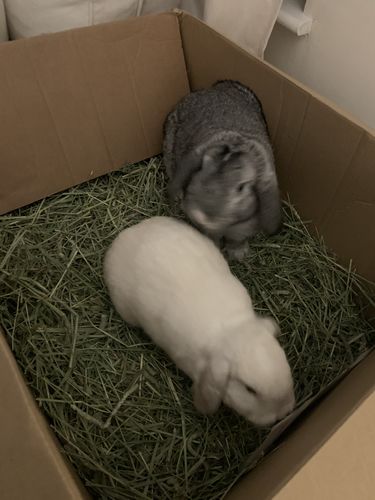 Customer photo review of Timothy Hay Box