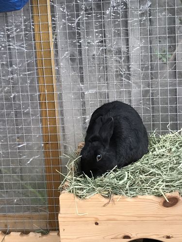 Customer photo review of Timothy Hay Box