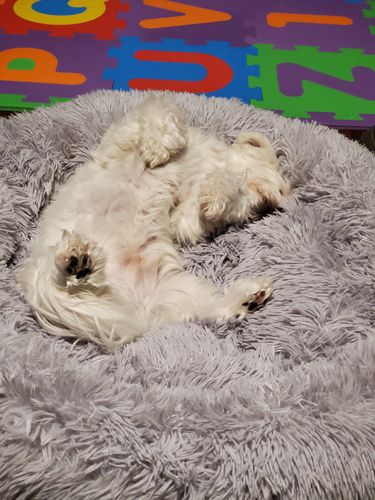 Customer photo review of Calming Bed (Improved Design)