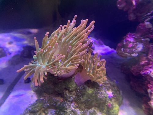 Customer photo review of Coral View Lens V2