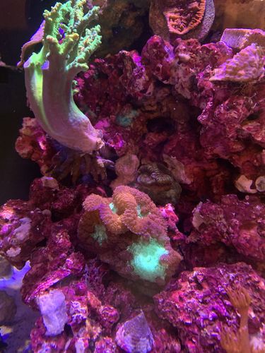 Customer photo review of Reef-Roids Pro