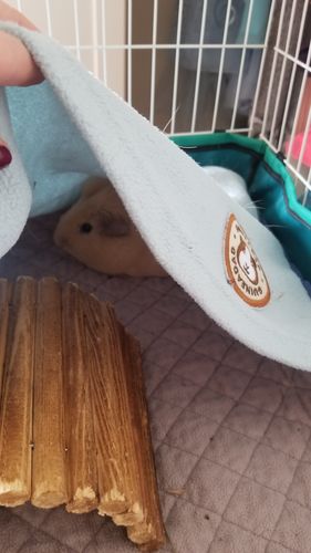 Customer photo review of GuineaDad Liner- Full Sizes with Pockets