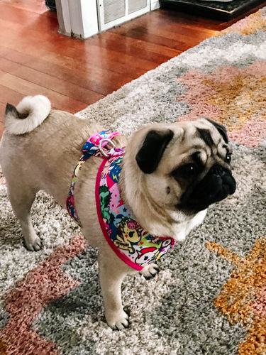 Customer photo review of Girl Unicorn dog harness/ pink dog harness vest