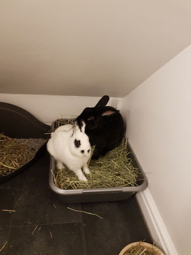 Customer photo review of Timothy Hay Box