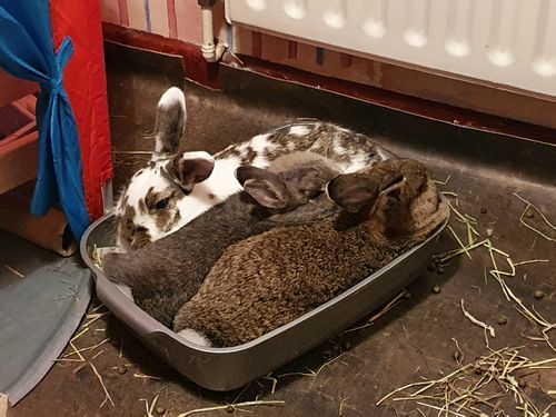 Customer photo review of Timothy Hay Box
