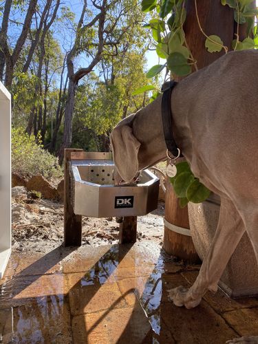 Customer photo review of Pet Rehydration Station