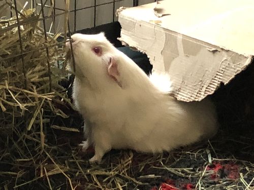 Customer photo review of Meadow Hay Box