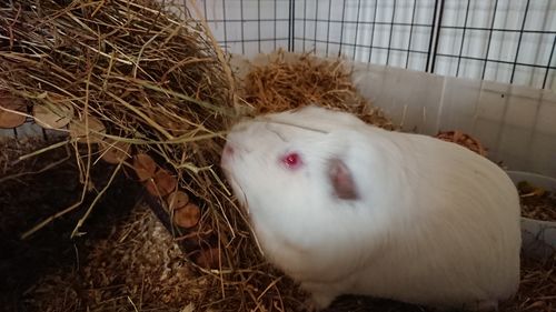Customer photo review of Meadow Hay Box