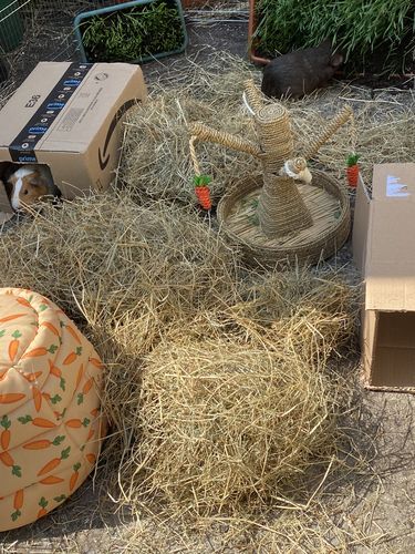 Customer photo review of Meadow Hay Box