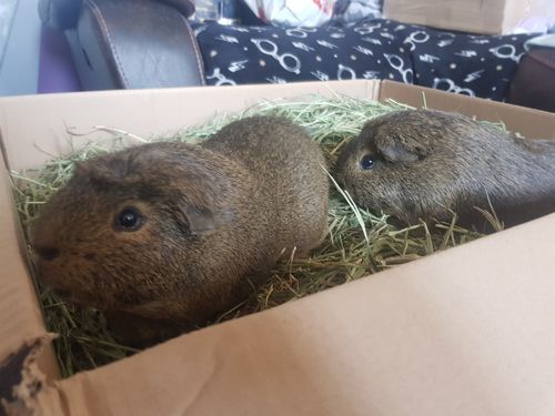 Customer photo review of Timothy Hay Box