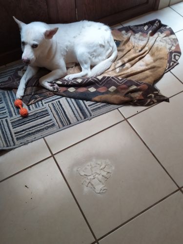 Customer photo review of PAQUETE PELUDOS - Oh My Dog! 2 Piezas + Envío GRATIS
