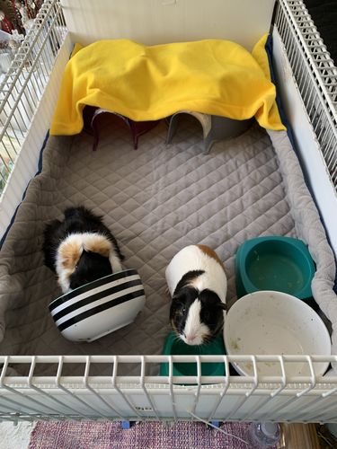 Customer photo review of GuineaDad Liner- Full Sizes with Pockets