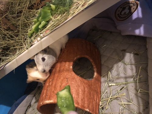 Customer photo review of GuineaDad Liner- Full Sizes with Pockets