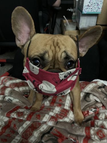 Customer photo review of Handmade mask (French bulldog & Pug print)