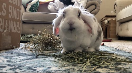Customer photo review of 50/50 Hay Box