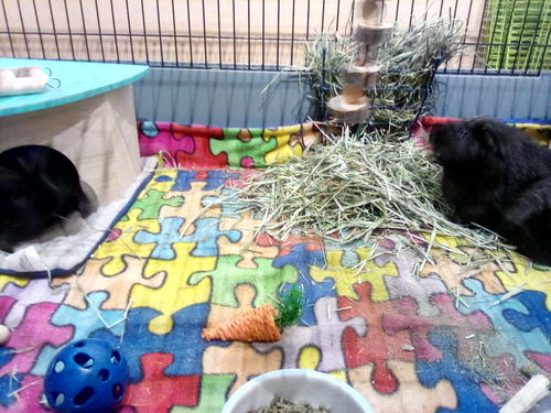 Customer photo review of Timothy Hay Box