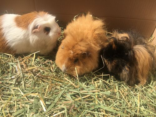 Customer photo review of 50/50 Hay Box