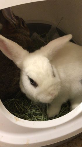 Customer photo review of 50/50 Hay Box