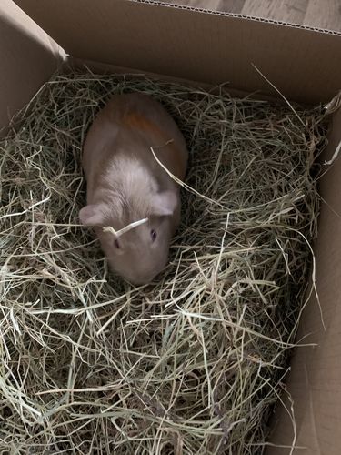 Customer photo review of Timothy Hay Box
