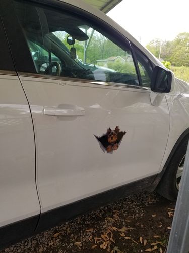 Customer photo review of Get In - It's Time For Shopping - Yorkshire Terrier Car/ Door/ Fridge/ Laptop Sticker V1