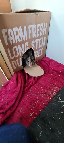 Customer photo review of Timothy Hay Box