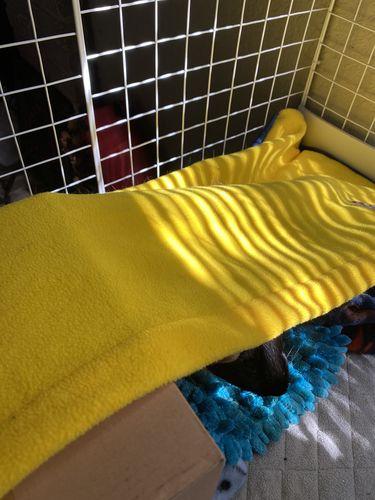 Customer photo review of GuineaDad Liner- Full Sizes with Pockets