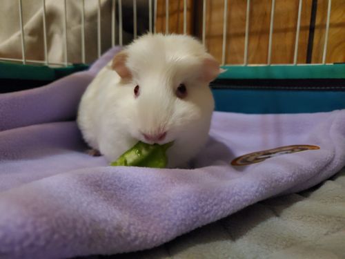 Customer photo review of GuineaDad Liner- Full Sizes with Pockets